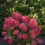 Hortenzia metlinatá (Hydrangea paniculata) ‘LIVING RASPBERRY PINK’® by LIVING CREATIONS® - výška 20-30 cm, kont. C1,5L